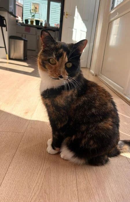 Nelly (with Rusty), female senior Mixed Breed Cat for adoption at National Animal Welfare Trust, Watford