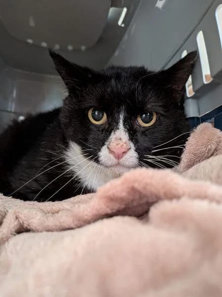 Rufus, male 3yo Mixed Breed Cat for adoption at National Animal Welfare Trust, Watford