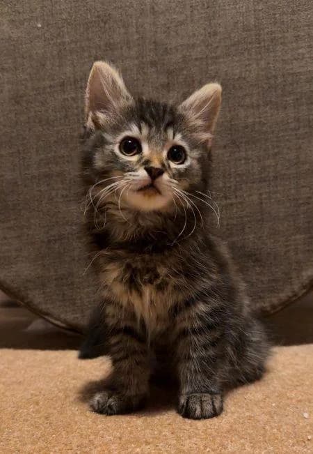 Sylvie, female puppy Mixed Breed Cat for adoption at National Animal Welfare Trust, Watford