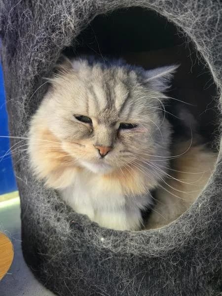 Belle, female senior mixed breed for adoption at National Animal Welfare Trust, Watford