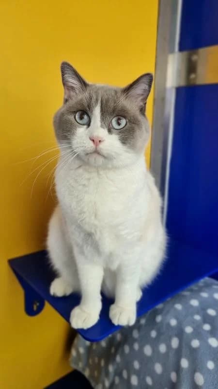 Indianna + Suki, female 4yo mixed breed for adoption at National Animal Welfare Trust, Watford
