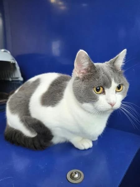 Suki + Indianna, female 4yo mixed breed for adoption at National Animal Welfare Trust, Watford