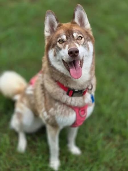 Mika, female young Husky for adoption at National Animal Welfare Trust, Watford