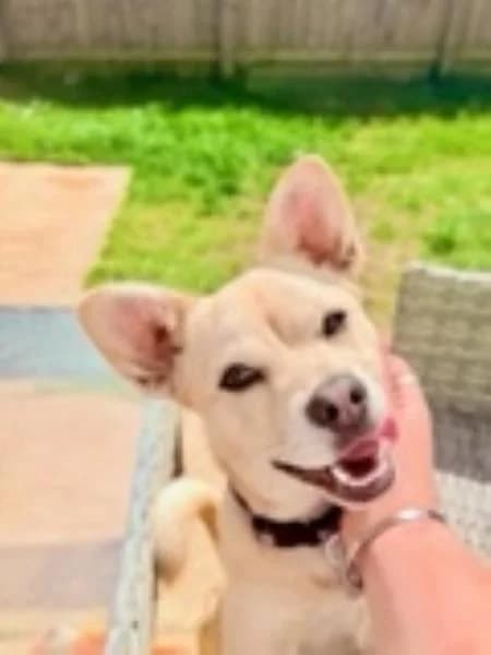 Marley, female puppy Jack Russell Terrier for adoption at National Animal Welfare Trust, Watford