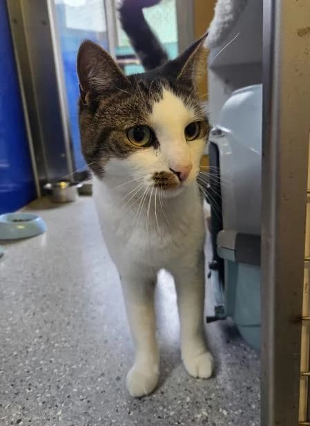 Toast, male 3yo mixed breed for adoption at National Animal Welfare Trust, Watford