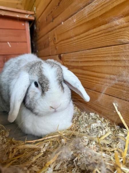 Nala (Biffy), female 4yo Mixed Breed for adoption at National Animal Welfare Trust, Watford