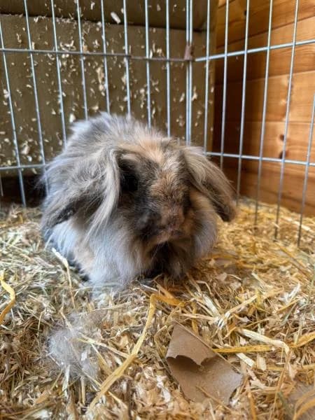 Biffy (Nala), male 4yo Mixed Breed for adoption at National Animal Welfare Trust, Watford