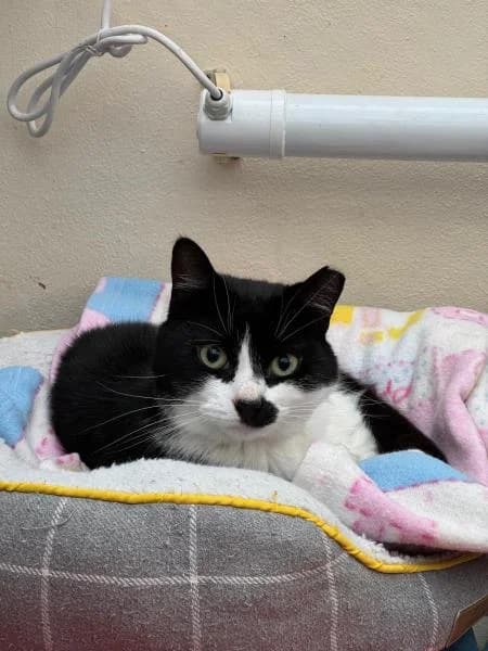 Domino, male 3yo Mixed Breed Cat for adoption at National Animal Welfare Trust, Watford