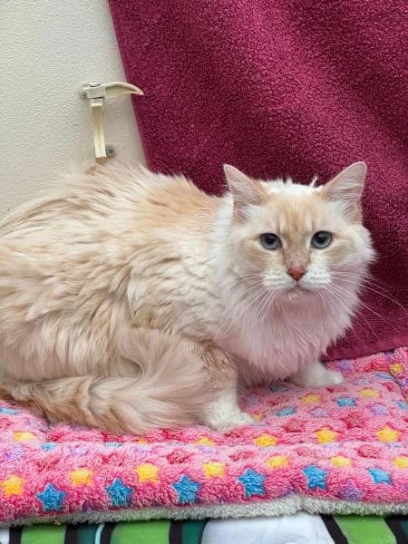 Nola, female senior Ragdoll for adoption at National Animal Welfare Trust, Watford