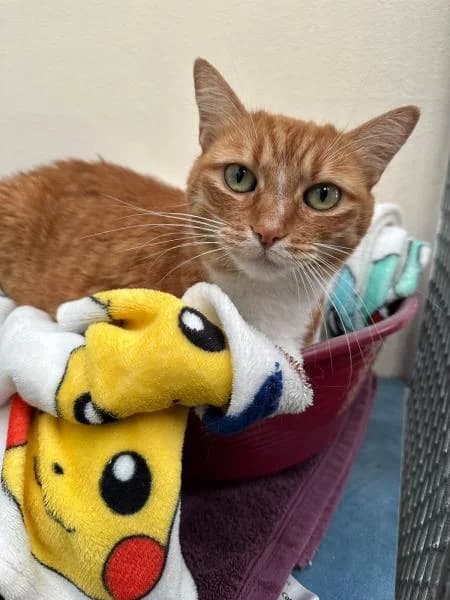 Gloria, female senior Mixed Breed Cat for adoption at National Animal Welfare Trust, Watford