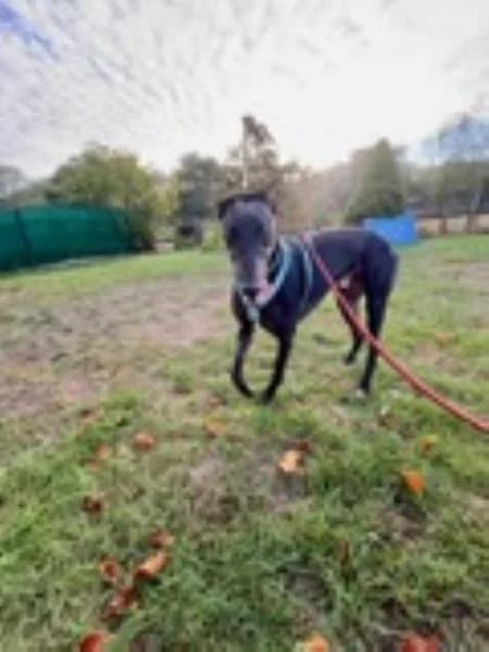 Spiffing, male 5yo Greyhound for adoption at National Animal Welfare Trust, Watford