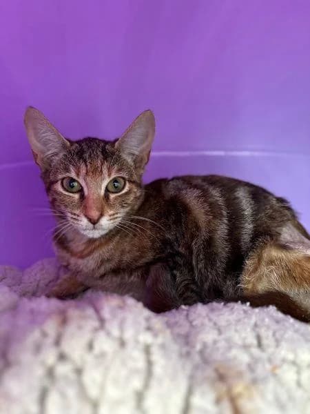 Lucy (Jem), female puppy Mixed Breed Cat for adoption at National Animal Welfare Trust, Watford