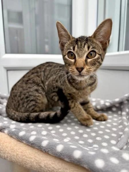 Jem (Lucy), female puppy Mixed Breed Cat for adoption at National Animal Welfare Trust, Watford