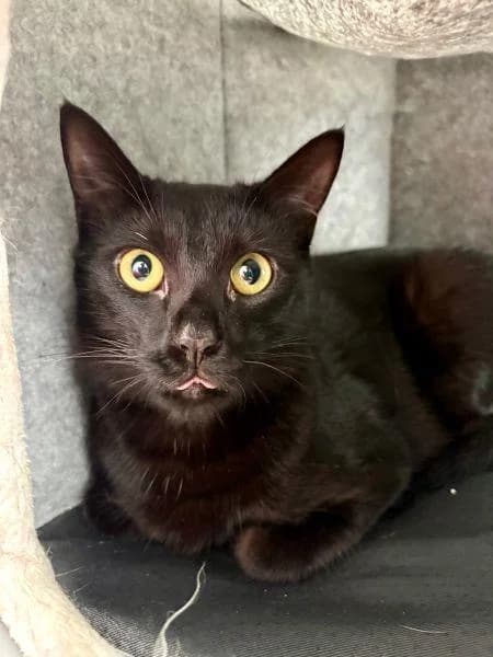 Shadow, male young Mixed Breed for adoption at National Animal Welfare Trust, Watford