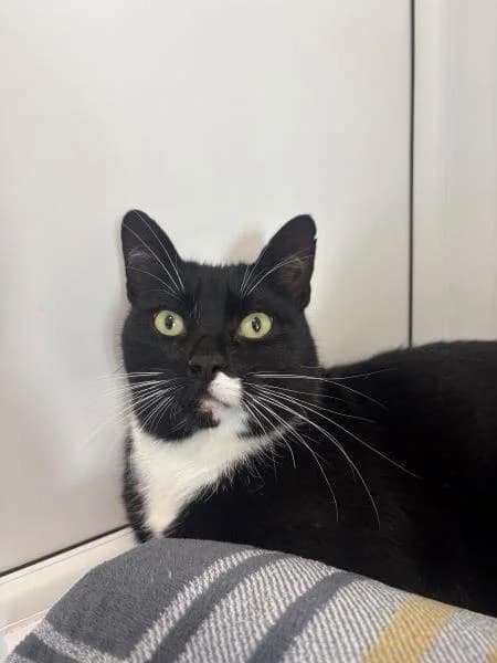 Felix, male 5yo Mixed Breed Cat for adoption at National Animal Welfare Trust, Watford