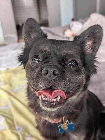 Beebe, female 3yo mixed breed for adoption at National Animal Welfare Trust, Watford