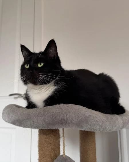 Nyx, female young Mixed Breed Cat for adoption at National Animal Welfare Trust, Watford