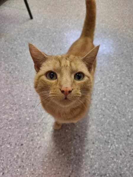 Tigger & Donald, male 7yo Mixed Breed Cat for adoption at National Animal Welfare Trust, Watford