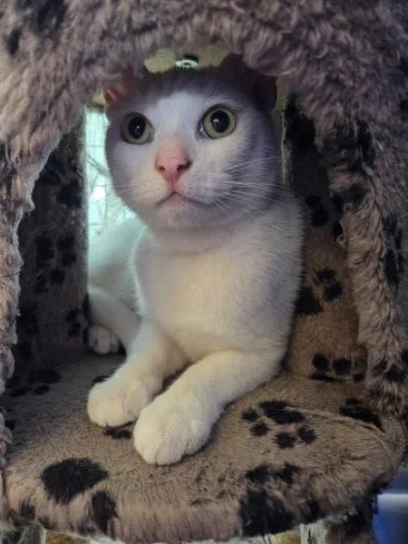 Donald & Tigger, male 4yo Mixed Breed Cat for adoption at National Animal Welfare Trust, Watford