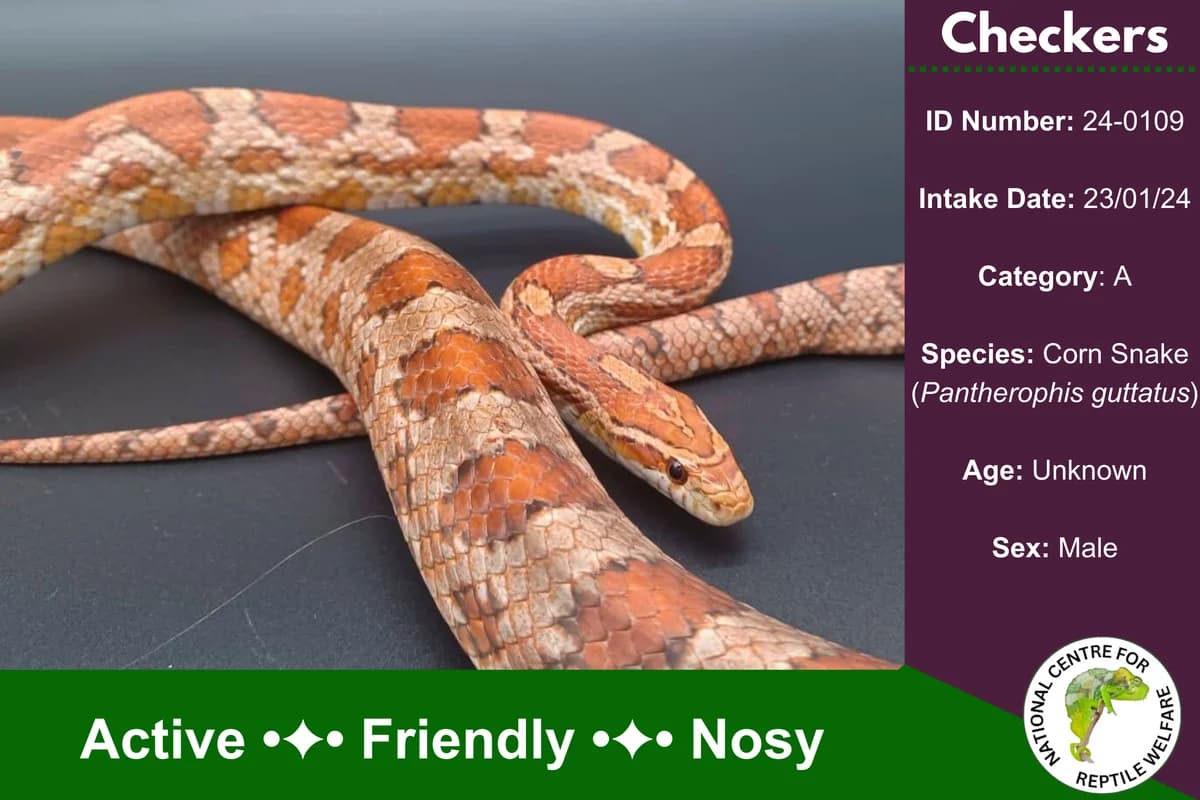 Snoopy,  Corn Snake for adoption at National Centre for Reptile Welfare