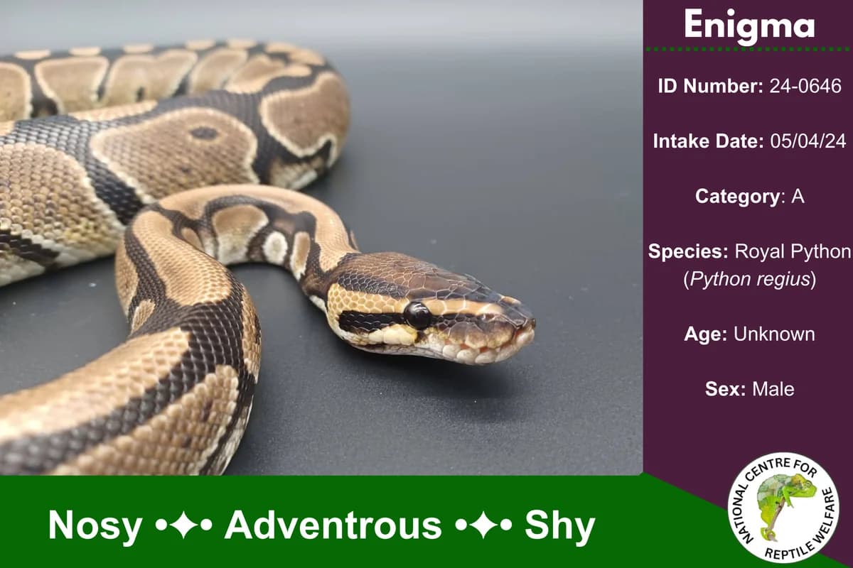 Iris,  mixed breed for adoption at National Centre for Reptile Welfare