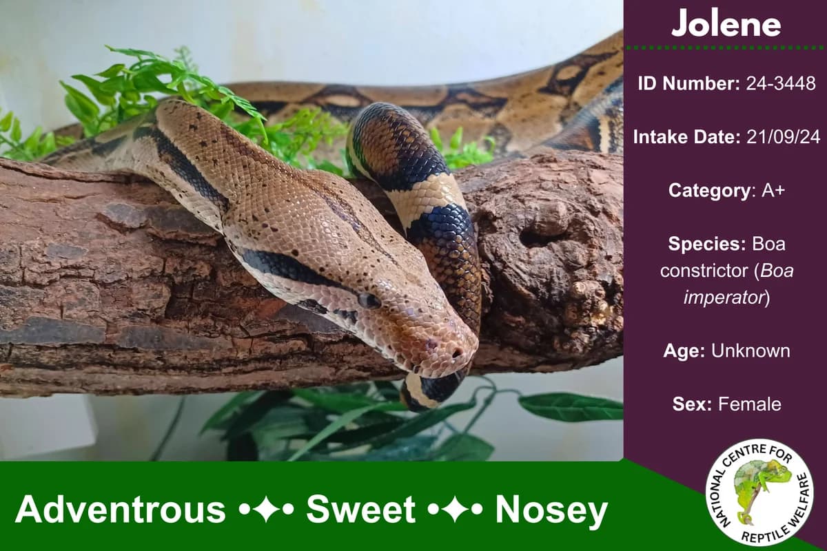 Jolene,  mixed breed for adoption at National Centre for Reptile Welfare