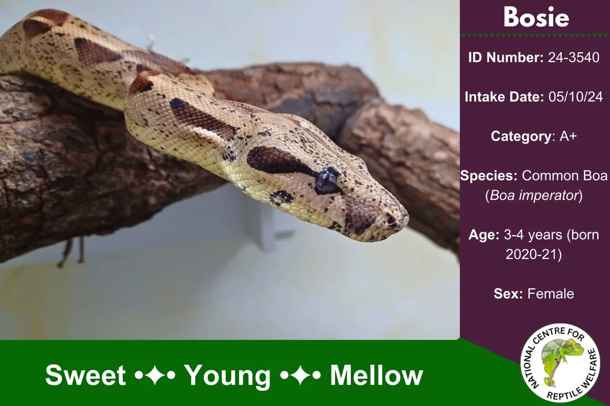 Jolene,  mixed breed for adoption at National Centre for Reptile Welfare