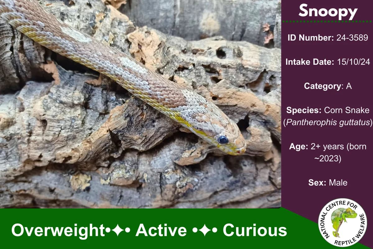 Snoopy,  Corn Snake for adoption at National Centre for Reptile Welfare