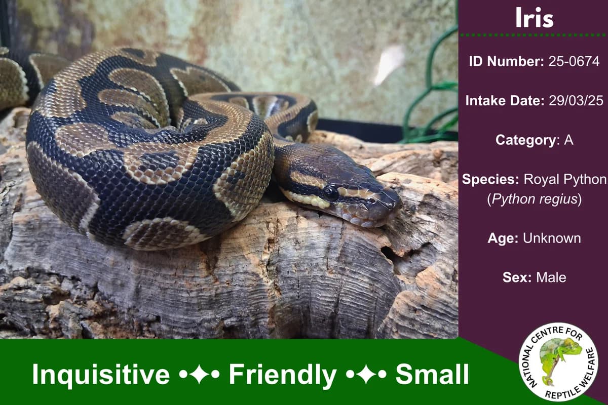 Iris,  mixed breed for adoption at National Centre for Reptile Welfare