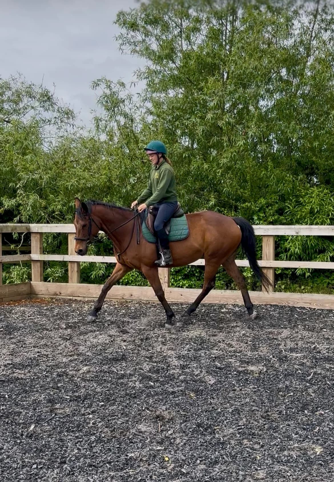 Bear Under Assessment,  (New Beginnings Horses)