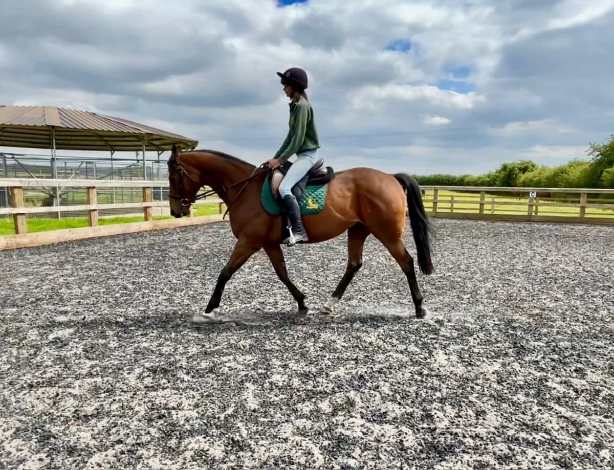 Chaser,  (New Beginnings Horses)