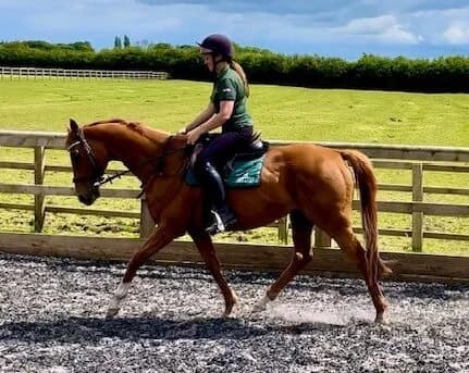 Leo,  (New Beginnings Horses)