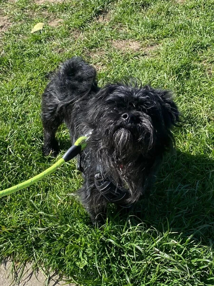 Alan, male Shih Tzu for adoption at Newcastle Dog and Cat Shelter, Newcastle