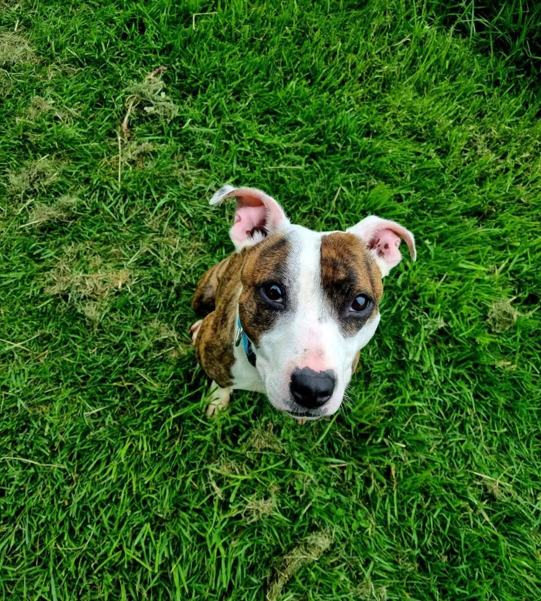 Arwen, female 3yo Staffordshire Bull Terrier for adoption at Newcastle Dog and Cat Shelter, Newcastle