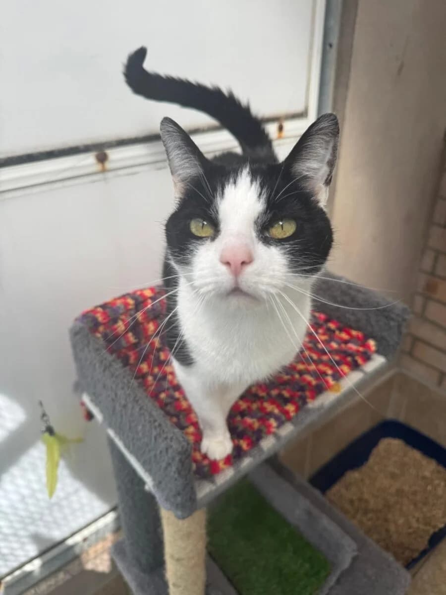 Arya, black and white female Mixed Breed for adoption at Newcastle Dog and Cat Shelter, Newcastle — photo 2 of 2