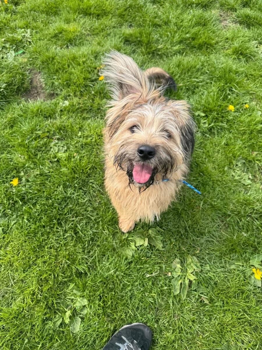 Bert, male puppy Shih Tzu for adoption at Newcastle Dog and Cat Shelter, Newcastle
