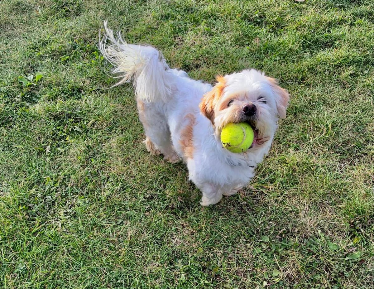 Blue, male senior Shih Tzu for adoption at Newcastle Dog and Cat Shelter, Newcastle