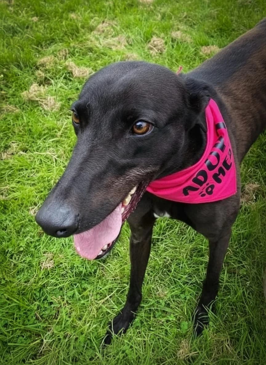 Bobo, brindle  Mixed Breed for adoption at Newcastle Dog and Cat Shelter, Newcastle — photo 2 of 2