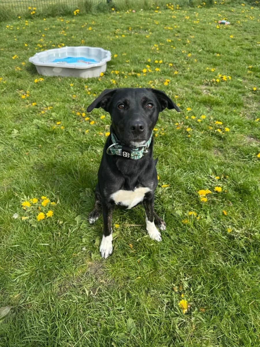 Breeze, female puppy Border Collie for adoption at Newcastle Dog and Cat Shelter, Newcastle
