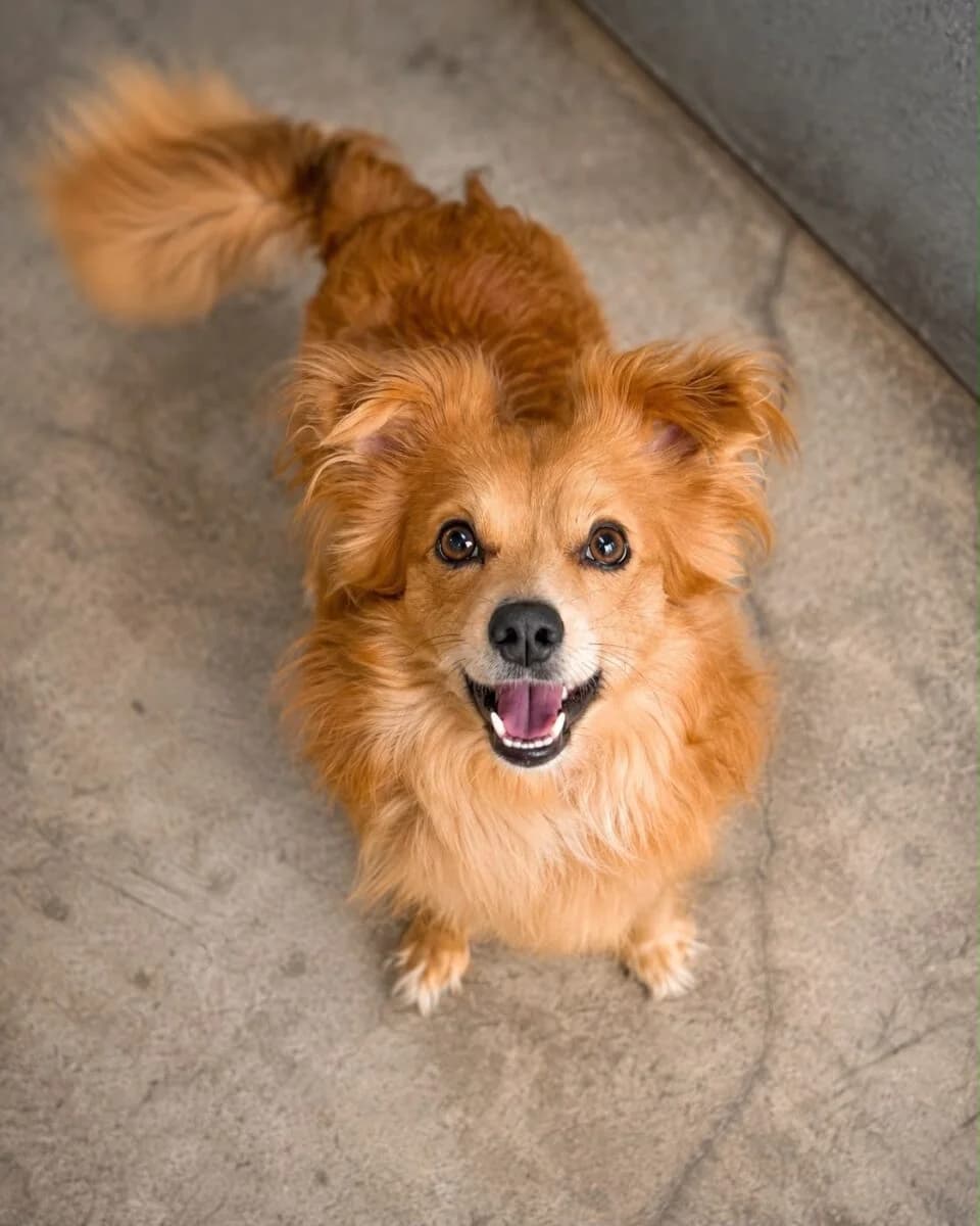 Bruno, male young Chihuahua for adoption at Newcastle Dog and Cat Shelter, Newcastle