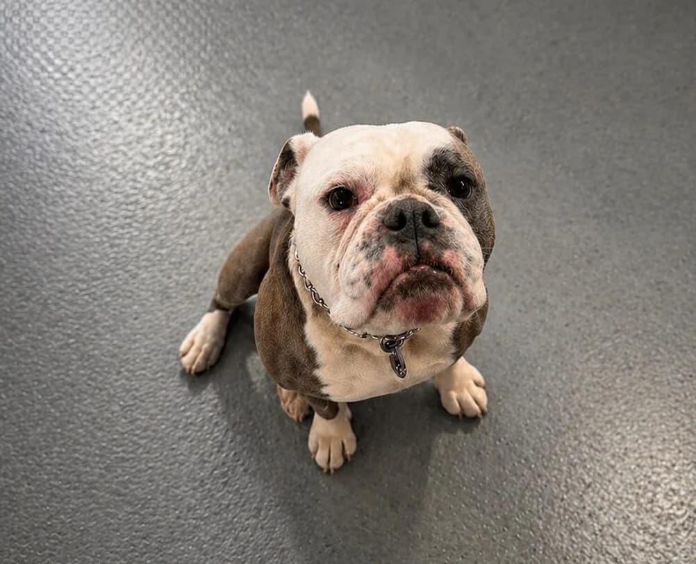 Bug, male young English Bulldog for adoption at Newcastle Dog and Cat Shelter, Newcastle