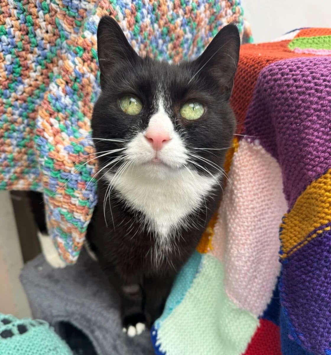 Bugzy, female senior Mixed Breed for adoption at Newcastle Dog and Cat Shelter, Newcastle