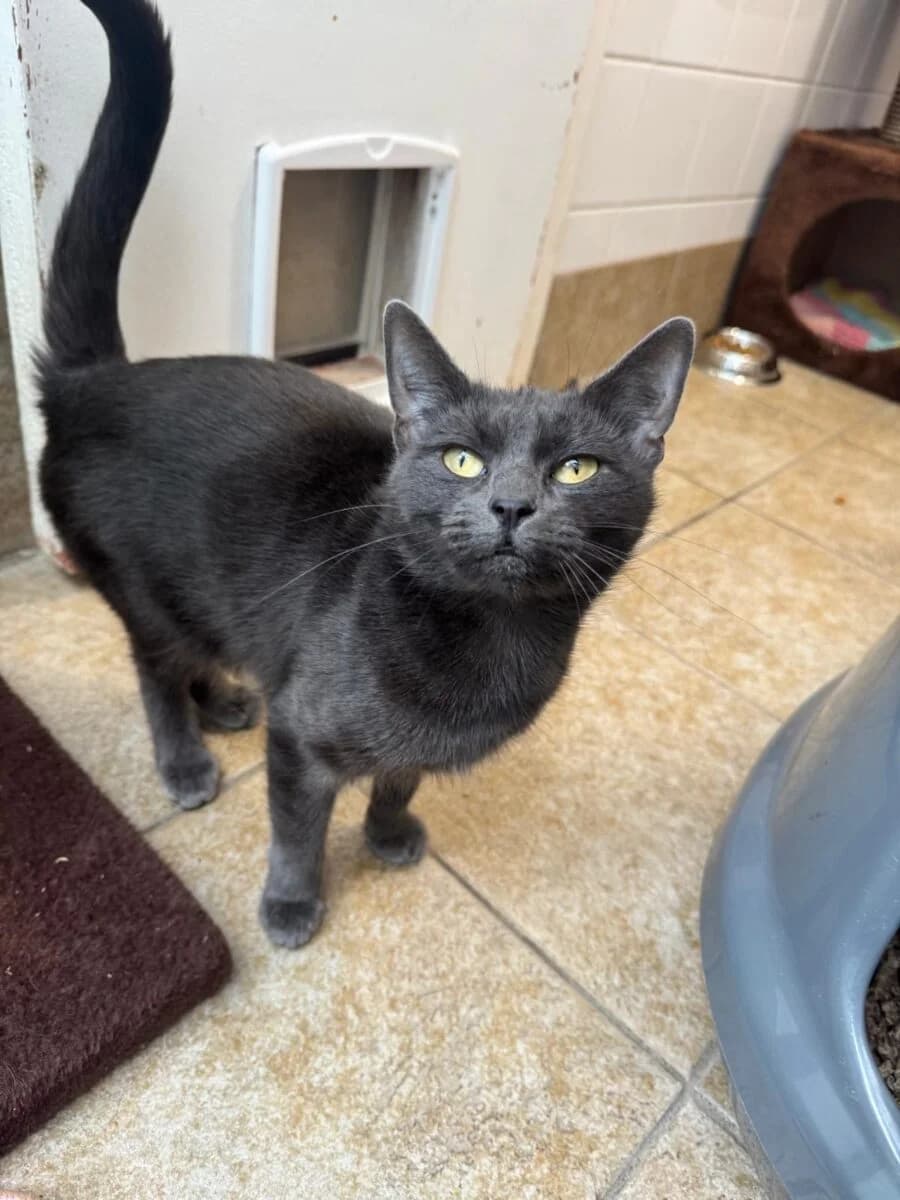 Button, female young Mixed Breed for adoption at Newcastle Dog and Cat Shelter, Newcastle