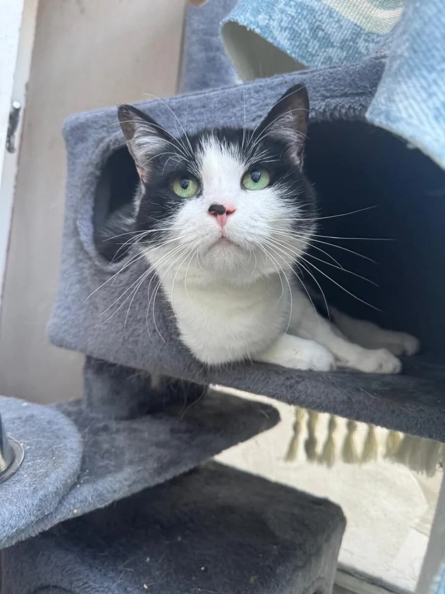 Chloe, Mixed Breed (Newcastle Dog and Cat Shelter)