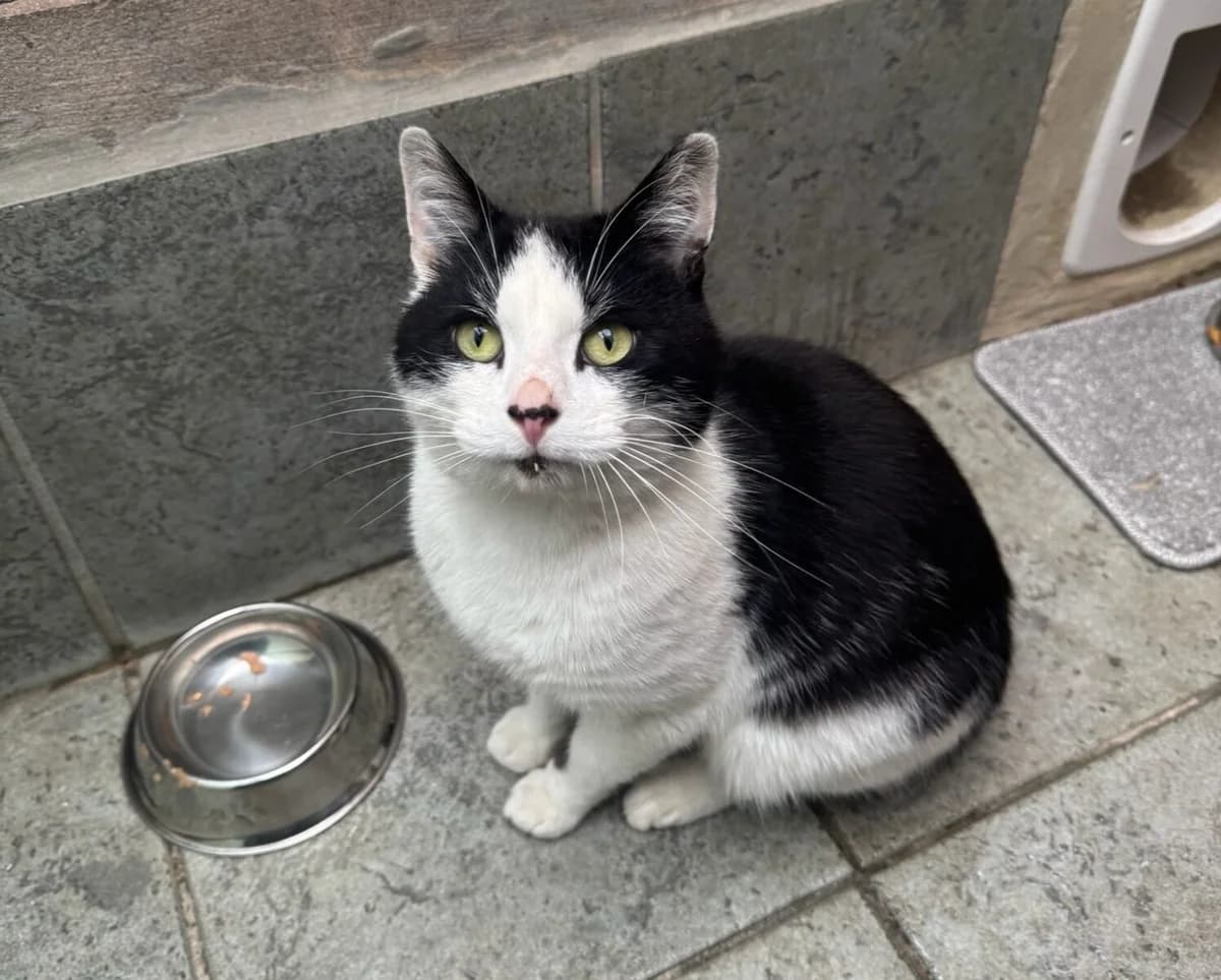 Curtis, male young Mixed Breed for adoption at Newcastle Dog and Cat Shelter, Newcastle