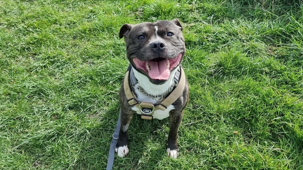 Daz, male 3yo Staffordshire Bull Terrier for adoption at Newcastle Dog and Cat Shelter, Newcastle