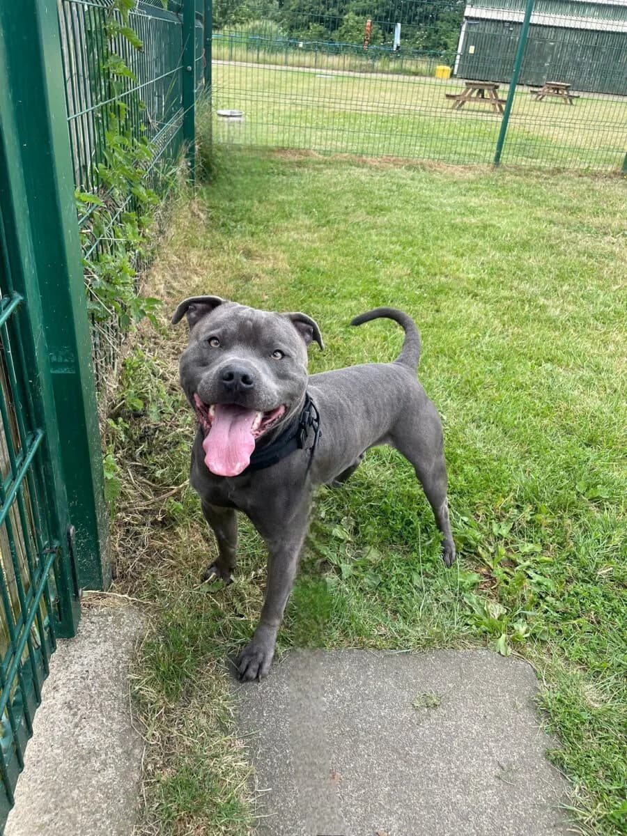 Derek, male 5yo Staffordshire Bull Terrier for adoption at Newcastle Dog and Cat Shelter, Newcastle