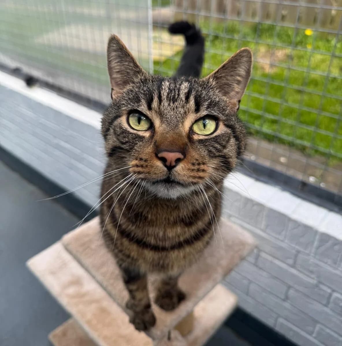 Dexter, male senior Mixed Breed for adoption at Newcastle Dog and Cat Shelter, Newcastle