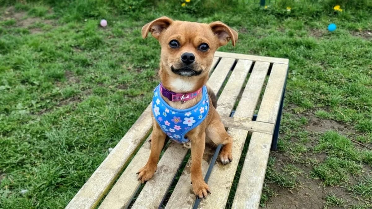 Diego, male Mixed Breed for adoption at Newcastle Dog and Cat Shelter, Newcastle
