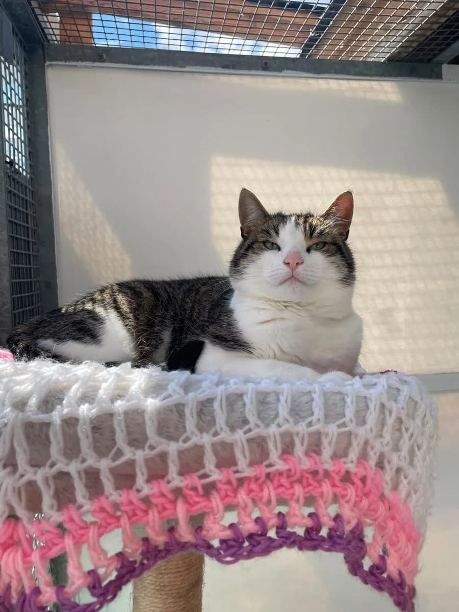 DJ, male senior Mixed Breed for adoption at Newcastle Dog and Cat Shelter, Newcastle